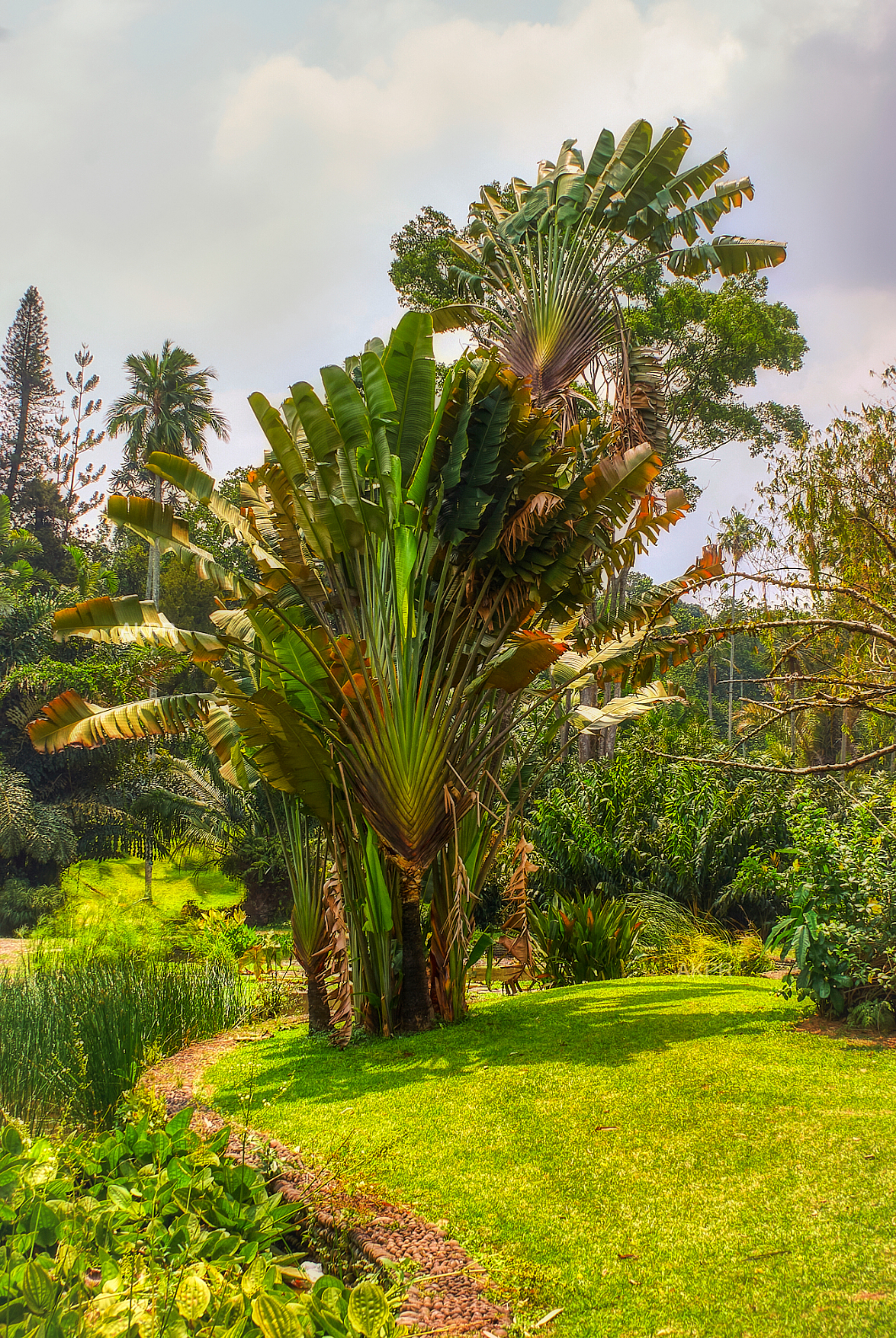 Bogor Botanischer Garten Kebun Raya Bogor